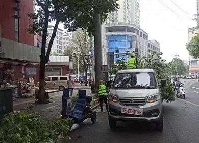 耒陽市城管局 修剪校園周邊綠化樹，守護安全與綠意同行