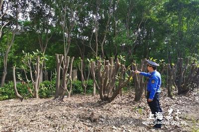 新成路中隊 養(yǎng)護綠化豈能簡單粗暴？耐心與責(zé)任心是城市管理的關(guān)鍵