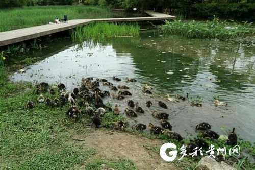 貴陽市城市綠化服務(wù)中心多措并舉，打響福壽螺防治戰(zhàn)